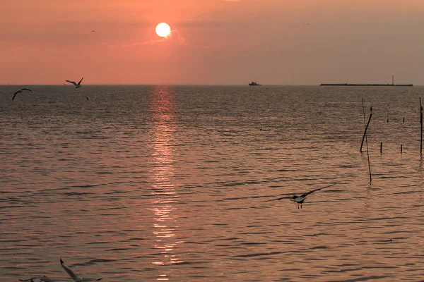 Silhouette Von Möwen Die Mit Dem Sonnenuntergang Fliegen — Stockfoto