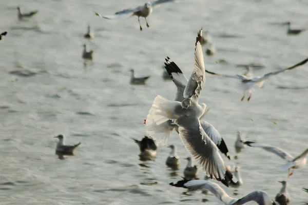 Seagulls Flying Sea Flying Coast River — Stock Photo, Image