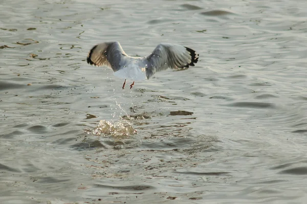 Möwen Fliegen Über Das Meer Wie Ein Flug Die Küste — Stockfoto