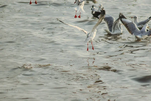 Måsarna Flyger Över Havet Som Att Flyga Runt Kusten Eller — Stockfoto