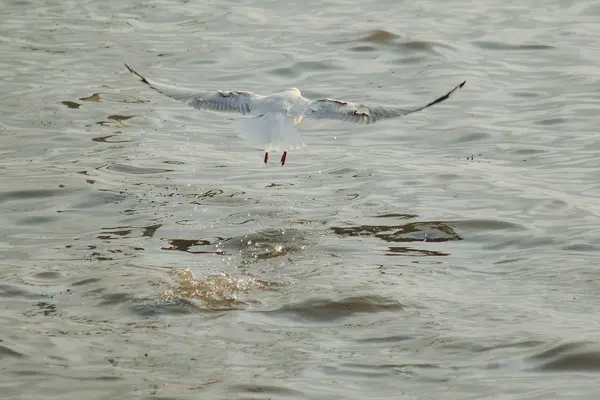 Pescăruşii Zboară Deasupra Mării Zborul Jurul Coastei Sau Râului — Fotografie, imagine de stoc
