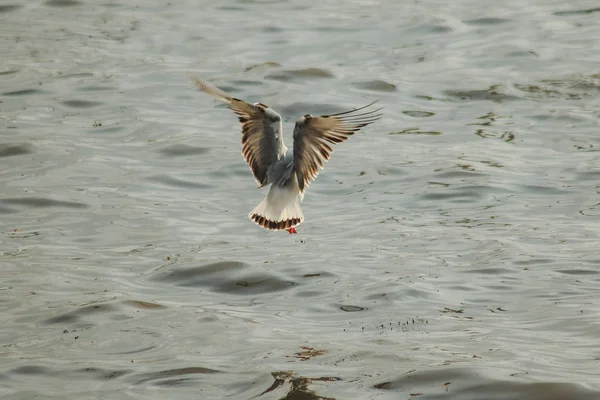 Las Gaviotas Vuelan Sobre Mar Como Volar Alrededor Costa Río — Foto de Stock