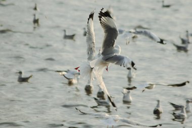 Martılar denizde uçuyor. Sahil veya nehir etrafında uçmak gibi