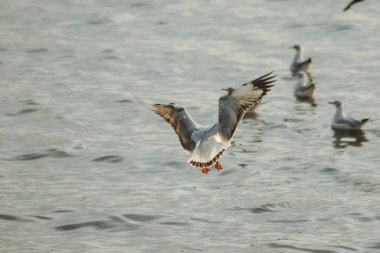 Martılar denizde uçuyor. Sahil veya nehir etrafında uçmak gibi