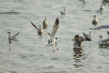 Martılar denizde uçuyor. Sahil veya nehir etrafında uçmak gibi