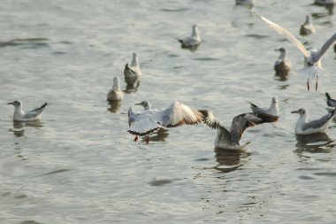 Martılar denizde uçuyor. Sahil veya nehir etrafında uçmak gibi