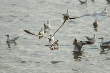Martılar denizde uçuyor. Sahil veya nehir etrafında uçmak gibi