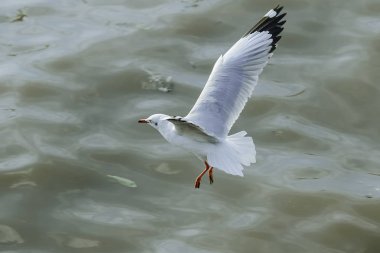 Martılar denizde uçuyor. Sahil veya nehir etrafında uçmak gibi