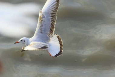 Deniz Martılar uçuşuyor.