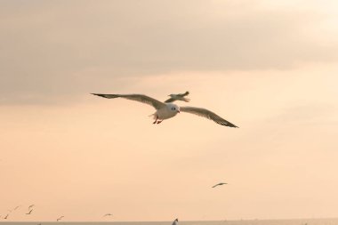 Brown-headed gull is flying on the sky That migrated to escape the cold from afar clipart