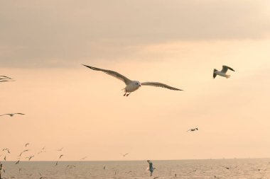 Deniz Martılar uçuşuyor.