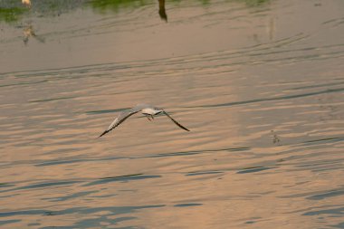 Deniz Martılar uçuşuyor.