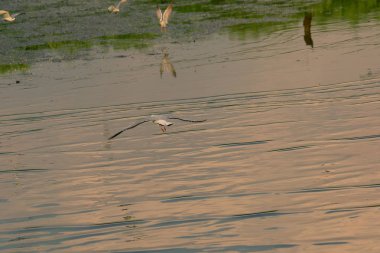 Deniz Martılar uçuşuyor.