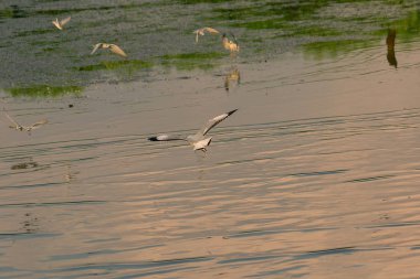 Deniz Martılar uçuşuyor.