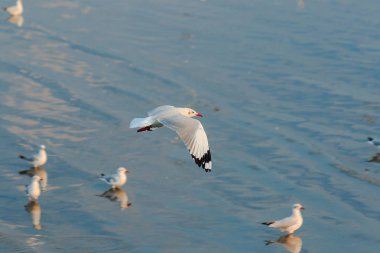 Deniz Martılar uçuşuyor.