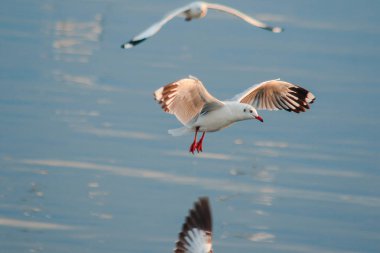 Kahverengi başlı martı gökyüzünde uçuyor