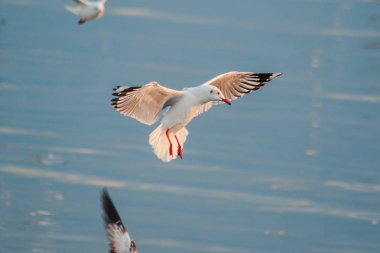 Kahverengi başlı martı gökyüzünde uçuyor