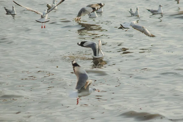 Seagulls Flying Sea Flying Coast River — Stock Photo, Image