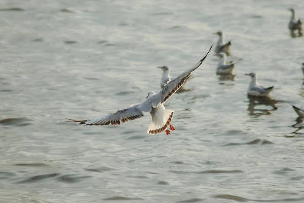 Gabbiani Stanno Sorvolando Mare Come Volare Intorno Alla Costa Fiume — Foto Stock