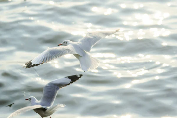 Les Mouettes Survolent Mer Comme Voler Autour Côte Fleuve — Photo