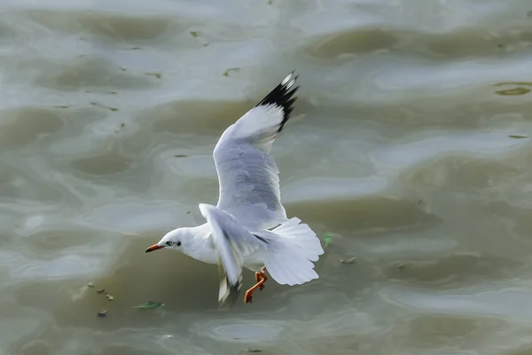 Les Mouettes Survolent Mer Comme Voler Autour Côte Fleuve — Photo