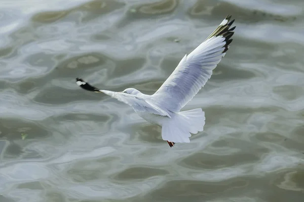 Чайки Літають Над Морем Літати Навколо Узбережжя Або Річки — стокове фото