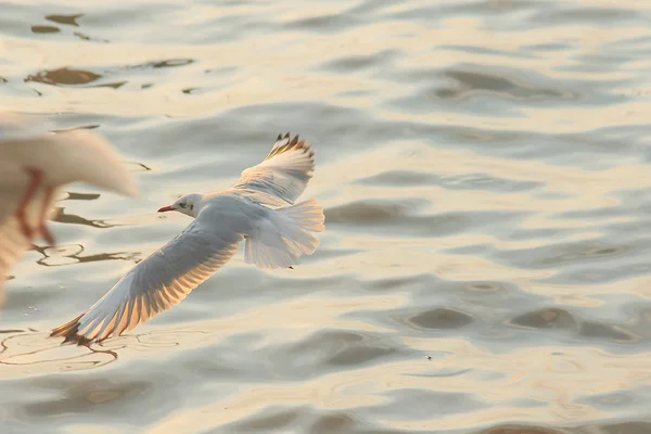 Las Gaviotas Vuelan Sobre Mar Como Volar Alrededor Costa Río — Foto de Stock