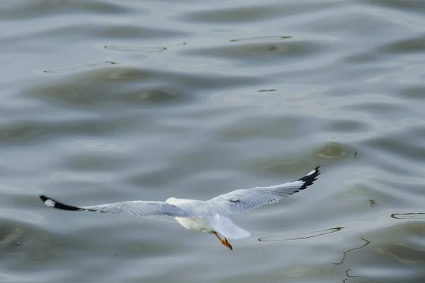 Las Gaviotas Vuelan Sobre Mar Como Volar Alrededor Costa Río — Foto de Stock