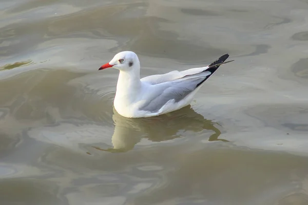 Чайки Находятся Воде Является Мужской Птицы Серым Белым Мехом — стоковое фото
