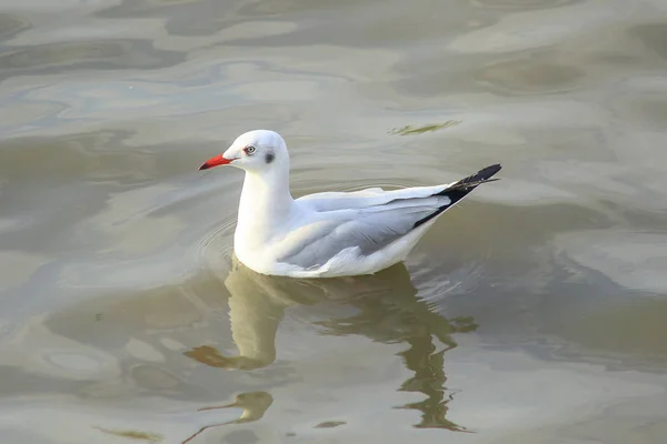 Las Gaviotas Están Agua Pájaro Macho Con Piel Gris Blanca —  Fotos de Stock