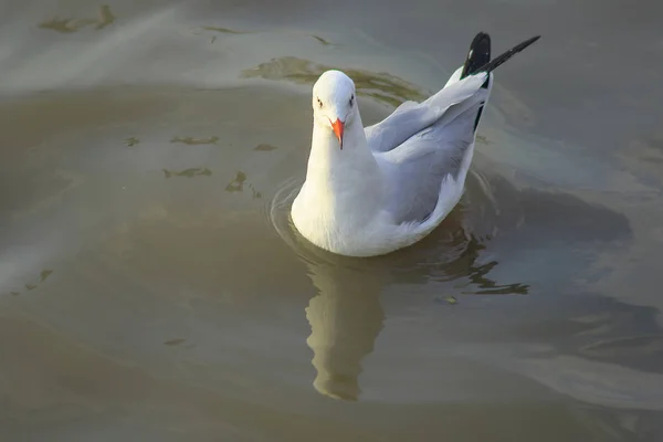 Las Gaviotas Están Agua Pájaro Macho Con Piel Gris Blanca —  Fotos de Stock