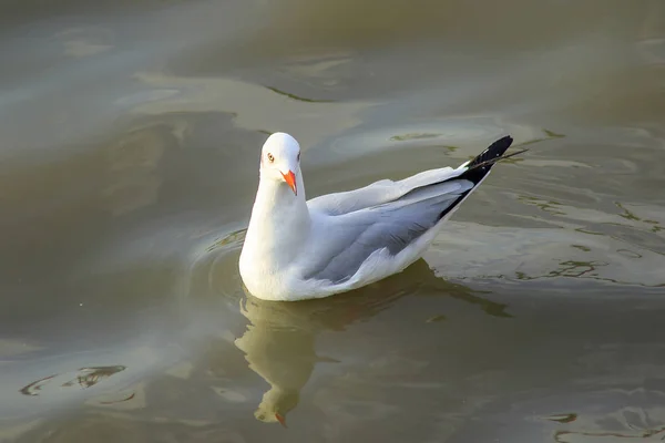 Las Gaviotas Están Agua Pájaro Macho Con Piel Gris Blanca —  Fotos de Stock