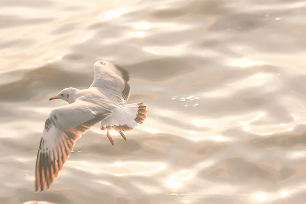 Las Gaviotas Vuelan Sobre Mar — Foto de Stock