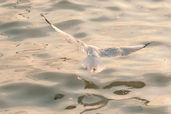 Les Mouettes Survolent Mer — Photo