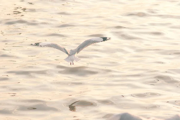 Las Gaviotas Vuelan Sobre Mar — Foto de Stock