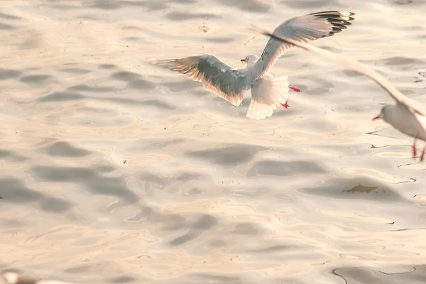 Måsarna Flyger Över Havet — Stockfoto