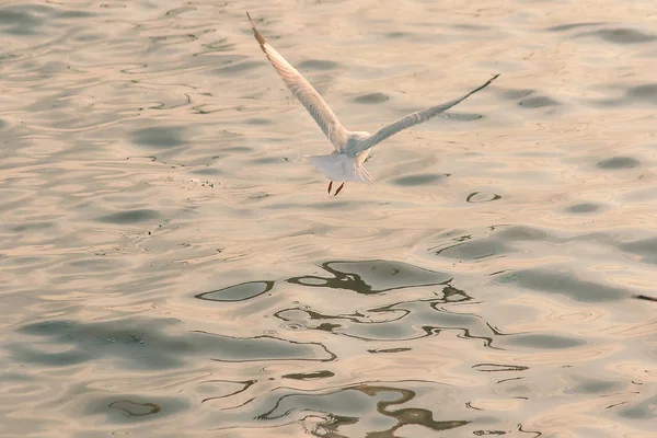 Чайки Літають Над Морем — стокове фото