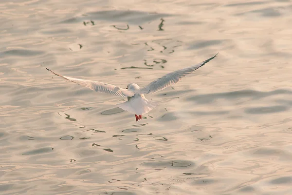 Meeuwen Vliegen Zee — Stockfoto