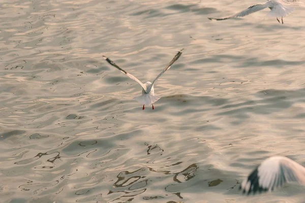 Möwen Fliegen Über Das Meer — Stockfoto