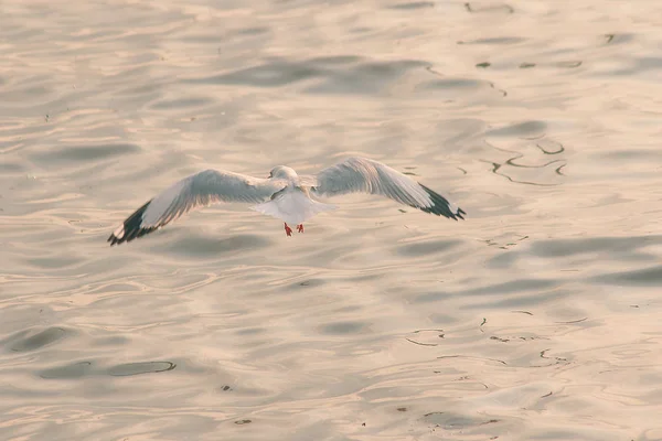 Чайки Летят Над Морем — стоковое фото