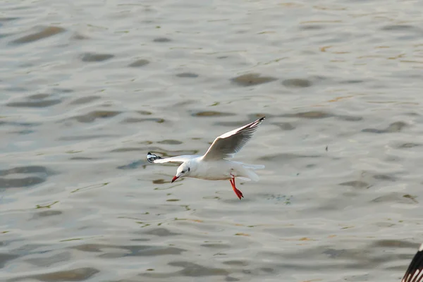 Gabbiani Sorvolano Mare — Foto Stock