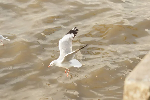 Las Gaviotas Vuelan Sobre Mar — Foto de Stock