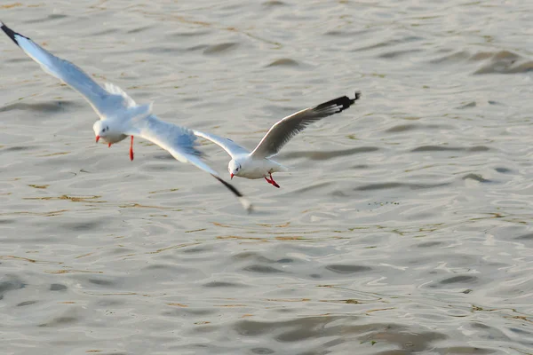 Måsarna Flyger Över Havet — Stockfoto