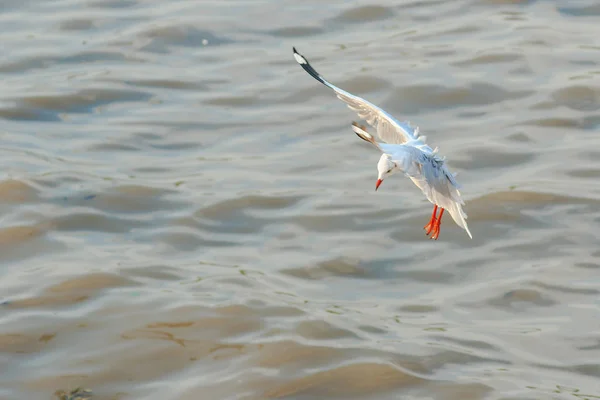 Seagulls Flying Sea — Stock Photo, Image