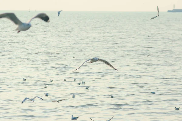 Gaivotas Voam Sobre Mar — Fotografia de Stock