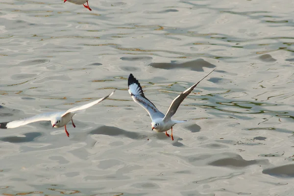 Las Gaviotas Vuelan Sobre Mar — Foto de Stock