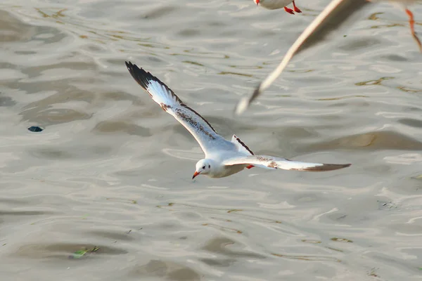 Gabbiani Sorvolano Mare — Foto Stock