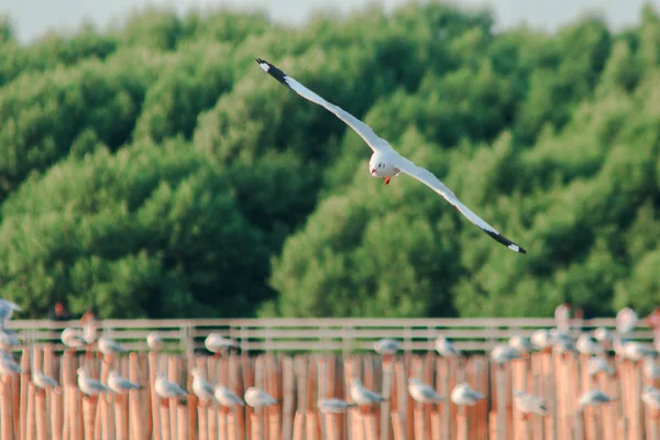 Seagulls Flying Sea — Stock Photo, Image