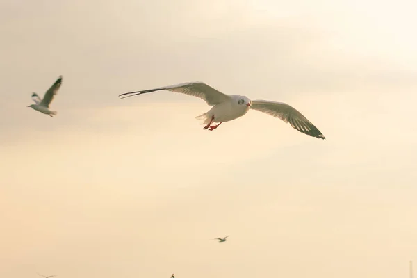Braunkopfmöwe Fliegt Himmel Die Der Kälte Aus Der Ferne Entkommen — Stockfoto