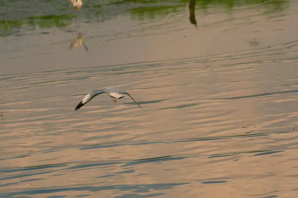 Las Gaviotas Vuelan Sobre Mar —  Fotos de Stock